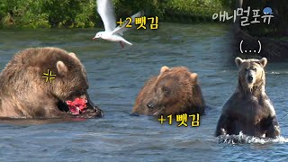 힘들게 사냥한 연어를 어린 곰과 갈매기에게 뺏기는 불곰... ^^ | KBS 다큐 101219 방송