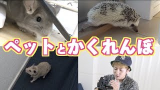 ペット3匹とかくれんぼしたら楽しすぎた！！(ハムスター、ハリネズミ、チンチラ)