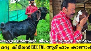 തകർപ്പൻ Beetal ആടുകളെയും കർഷകനെയും കാണാം | Beetal Goat Farm Malayalam | Beetal Farm |Totapari Goat|