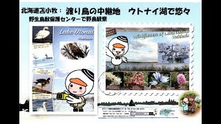 北海道；渡り鳥の中継地　ウトナイ湖で悠々