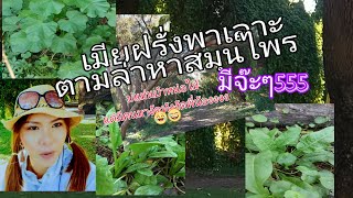 สมุนไพร หญ้าเอ็นยืดหรือผักกาดน้ำ, ผักติ้วฝรั่ง) ชีวิตในออสเตรเลีย plantago major