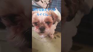 どうちぃたの？🐶#シーズー犬 #シーズー #癒し