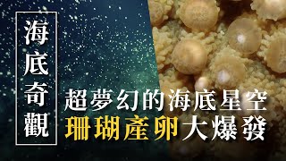 南台灣的海底奇觀！珊瑚產卵大爆發！超美的海底星空！