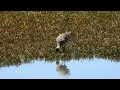 far eastern curlew