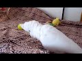 ソロモンオウムたろちゃん　ぬいぐるみに飽きたらお歌うたうの？ singing cockatoo