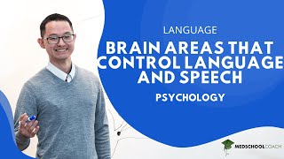 Brain Areas That Control Language and Speech