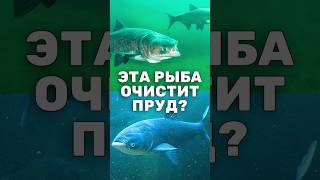 Толстолобик очистит пруд от грязи? Кто на самом деле очищает водоём? #shorts