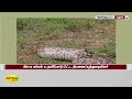 நாயை விழுங்கி நகர முடியாமல் தவித்த மலைபாம்பு snake pythons malai pambu madurai