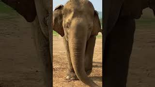 உலகின் மிக வயதான யானை! 105 வயது 😍 World's Oldest Elephant #Shorts