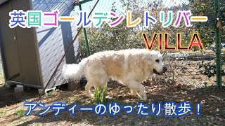 英国ゴールデンレトリバーVILLA。アンディーのゆったり散歩。