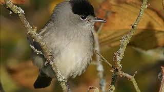 Curruca capirotada (Sylvia atricapilla) Canto