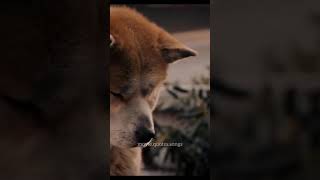 The most emotional Scene from Hachi | Hachi waiting for his owner even after his death for years