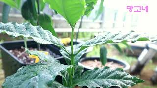 농장 이야기  -  Raising a Coffee Tree at Home, 커피나무 집에서 키우기,커피나무분갈이, Mango,Mango's house