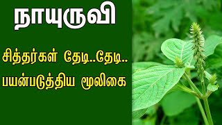 Nayuruvi Benefits in Tamil நாயுருவி மருத்துவ பயன்கள் | Achyranthes Aspera Herb Uses, Benefits, cure