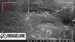 Ridgeline Trail Camera Footage - New Zealand