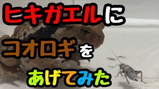 ヒキガエルにコオロギをあげてみた