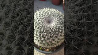 @flowerszoneforeverBeautiful Mammillaria #cactus #mammillaria #shorts