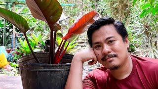 HOW TO PROPAGATE ROJO CONGO PHILODENDRON PLANT | RED CONGO PHILODENDRON PLANT.