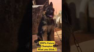 100% Future Champion.What you think ?#gsd #champions #kennelclubofindia #import #dog