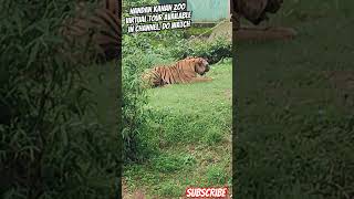 Nandan Kanan Zoo #nandankanan #tour #guide #tiger #zoo #bhubaneswar #travel #animals #shorts