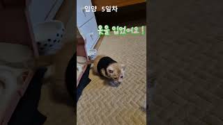 고양이 사지말고 입양하세요! 육묘일기 3화 #아깽이 #고양이 #영종도아깽이 #사지말고입양하세요 #포인핸드고양이 #고양이는사랑입니다 #아기고양이 #아기고양이성장기