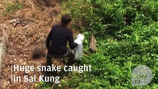 Huge snake caught in Sai Kung