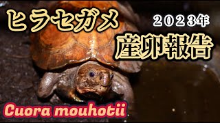 ヒラセガメの産卵報告　２０２３年　〜かめぞー☆ちゃんねる　142クラッチ目