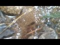 japanese pond turtle ishigame imori salamander and a tadpole.