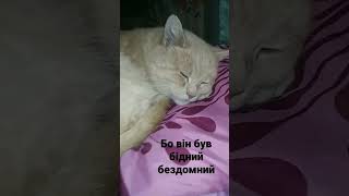 цей мій котик теж колись був бездомний но я його взяла собі бо він прийшов до мене і нявкав😭😭😭😭😭😭😭🥺🥺