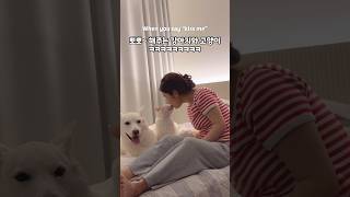 강아지와 고양이에게 뽀뽀해달라고 했더니…❤️ (진돗개)