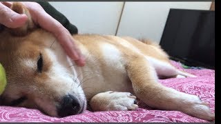 柴犬ハナ デレデレタイムの終わりは突然に・・・ -- Suddenly Shiba stop to spoil . --