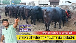 हरियाणा की सर्वोत्तम TOP QUALITY भैंस यहां मिलेगी || KARTIK DAIRY FARM SURYA NAGAR, HISAR