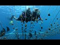 Velaa Coral Restoration Project | Velaa Private Island Maldives