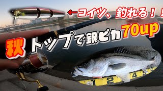 【シーバス】秋の河川で釣れたのは銀ピカ70up!!ルアーはバス用の…