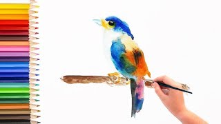 Watercolor painting tutorial - Painting a bird using Watercolor [初级水彩画教程] (Video for Beginners Kids)