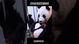 大熊猫“爱宝”拍拍宝宝哄睡觉！好温柔  #panda #パンダ #팬더 #大熊猫