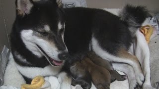 ☆祝☆　新家族誕生！☆柴犬☆アズ＆コタ、新ファミリーの日常