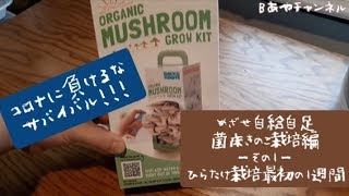 【めざせ自給自足  菌床きのこ栽培編】ーその1ー ひらたけ栽培最初の1週間