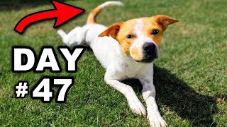 Filming my foster dog every day until first tail wag (Emotional)