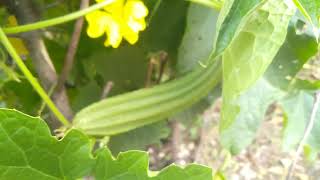 Country  Ridge gourd 💚 நாட்டு  பீர்க்கங்காய்