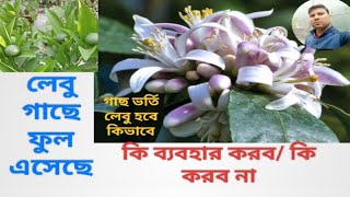 লেবু গাছে ফুল এসেছে, কি কি ব্যবহার করবেন? কি একদম নয়? জানুয়ারি মাসে লেবু গাছে কি কি ব্যবহার করব#