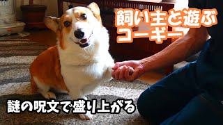 A corgi dog that gets excited about playing with a mysterious spell cast by its owner.