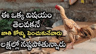 jathi kolla pempakam| jathi kolla farming| rooster farming problems|chicken farming| kolla pempakam