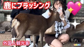 鹿にブラッシングする外国人観光客🫎奈良公園