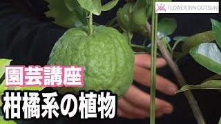 【園芸講座】柑橘系の植物 テレビ 「楽しい花辞典」放映中 FLOWER-INN OOTSUKI