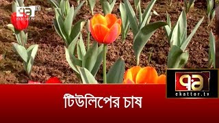 গাজীপুরে টিউলিপ ফুলের চাষ | Gazipur | Tulip | News | Ekattor TV