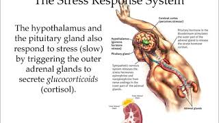 AP Psychology Ch 14 Stress and Health