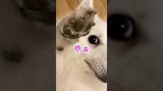 めっちゃ簡単なクイズ出します　#shorts #日本スピッツ #犬