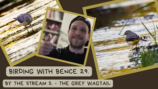 Birding with Bence - Walking by the stream day 3 - The gray wagtail