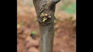 Graft and Bud ചെയ്ത തൈകള്‍ നട്ടവര്‍ ഈ കാര്യം നിര്‍ബന്ധമായും ചെയ്യണം.